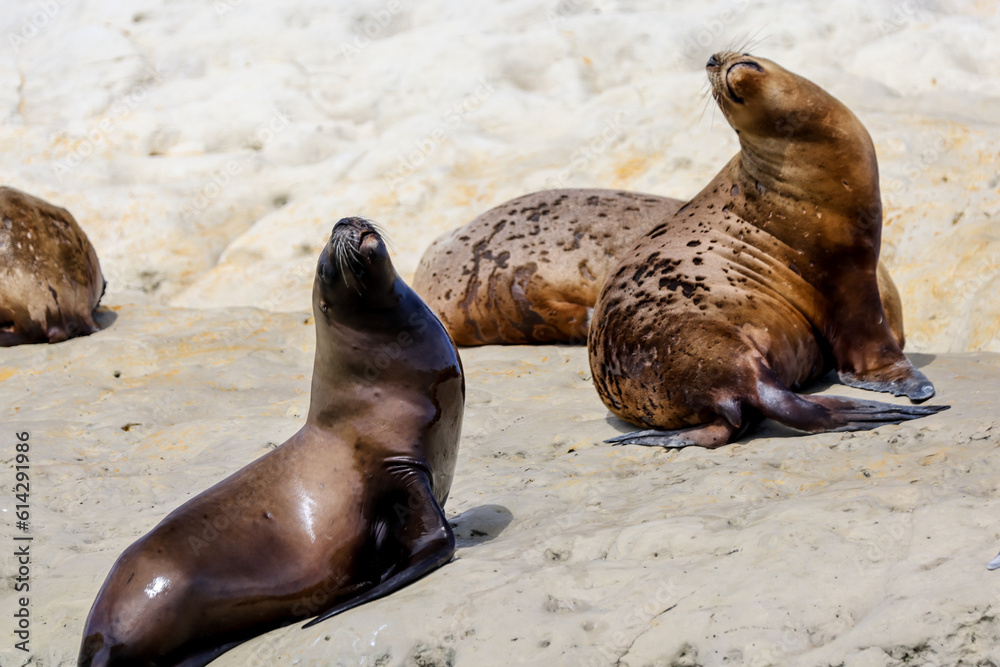 Naklejka premium A colony of sea lions along the beaches of Puerto Madryn, Argentina