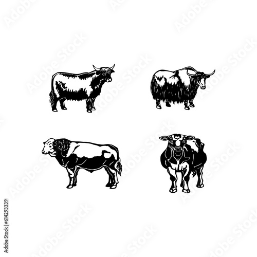black and white cows