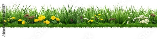 green grass, dandelions and clovers, isolated on white background, poster, banner