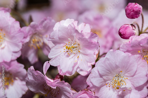 Fototapeta Naklejka Na Ścianę i Meble -  pink blossom