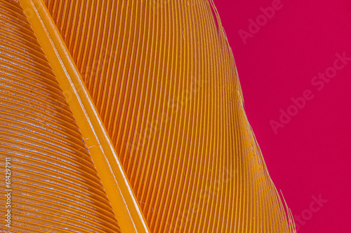 Orange feather on a red background photo