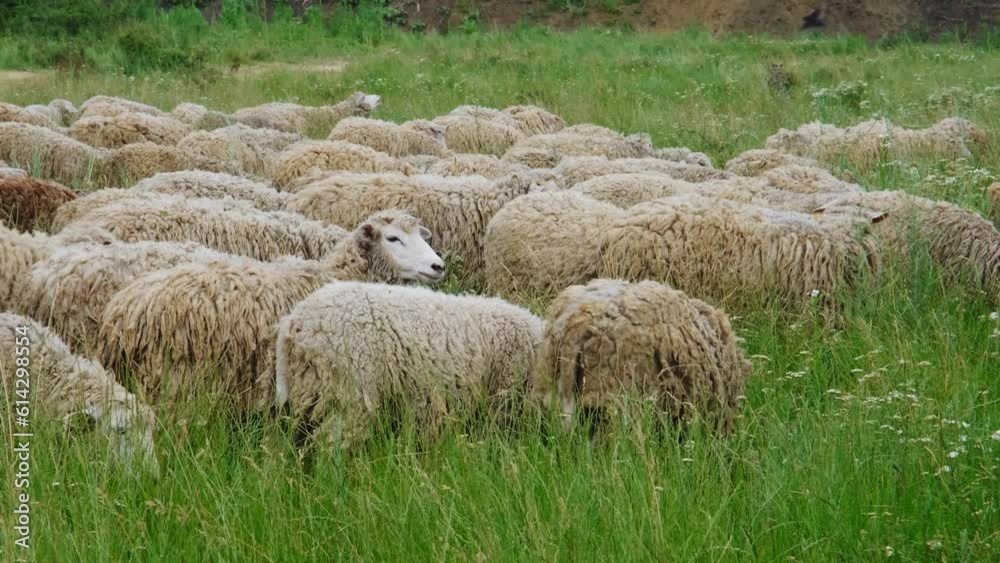 Flock of sheep graze in a clearing in Russian village in summer cloudy day. Concept of farming and agriculture. Portrait of a group of sheep. Horizontal slow motion 4k footage. Flock of sheep graze in a clearing in Russian village in summer cloudy day. Concept of farming and agriculture. Portrait of a group of sheep. Horizontal slow motion 4k footage.