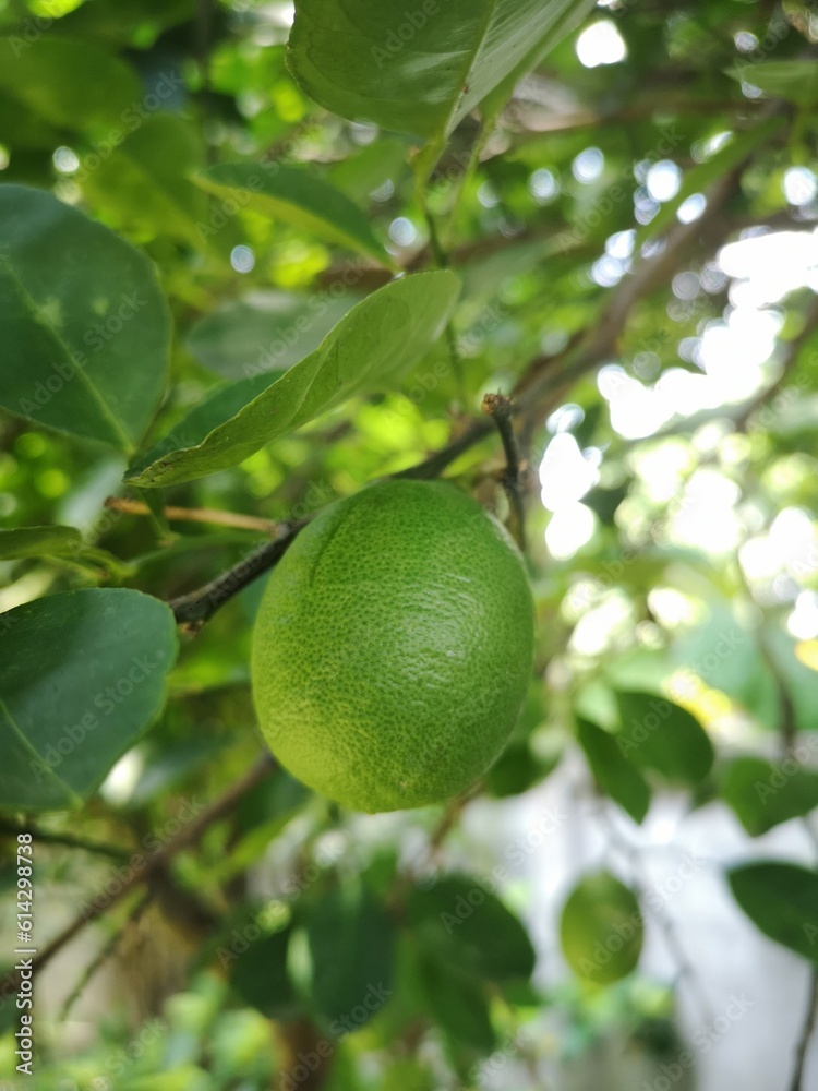 lime on tree lime on tree