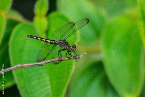 Dragonfly eyes