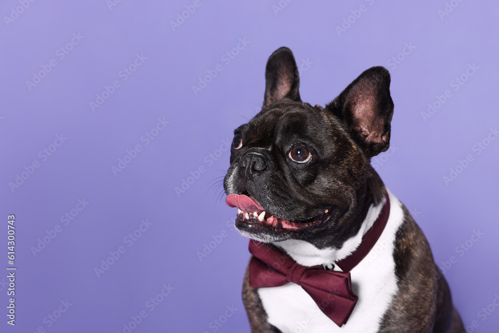Adorable French Bulldog with bow tie on purple background, space for text