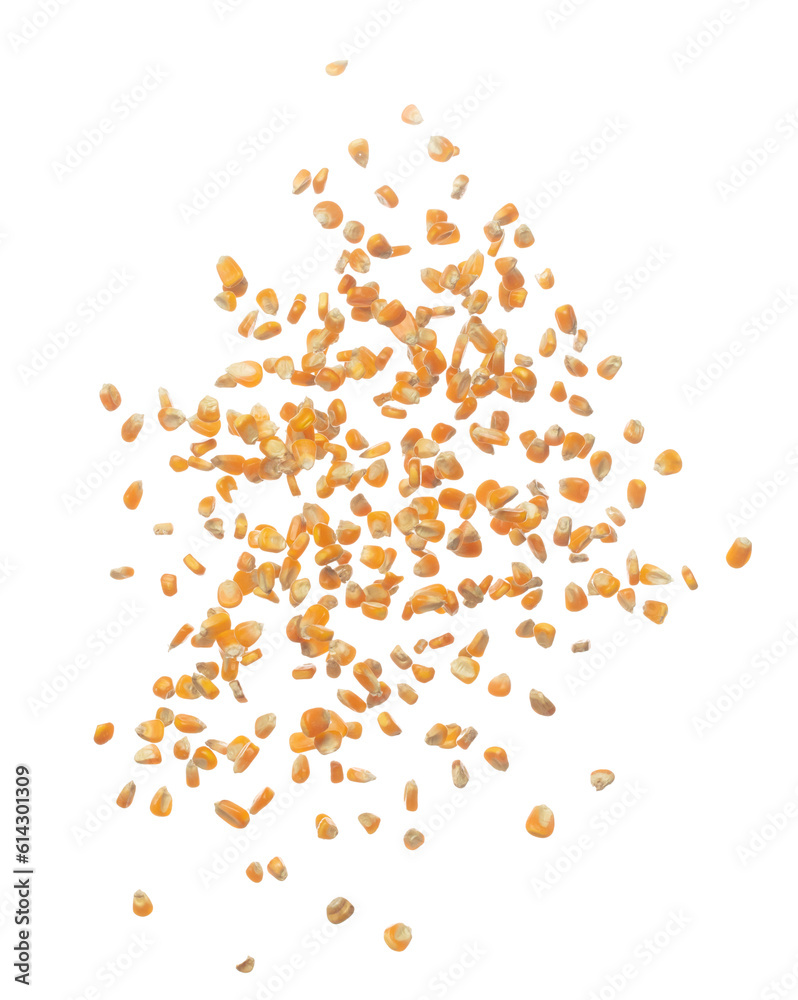 Corn dried seed grain fly in mid air. Yellow Golden corn seed falling scatter, explosion float in shape form line group. White background isolated freeze motion high speed shutter