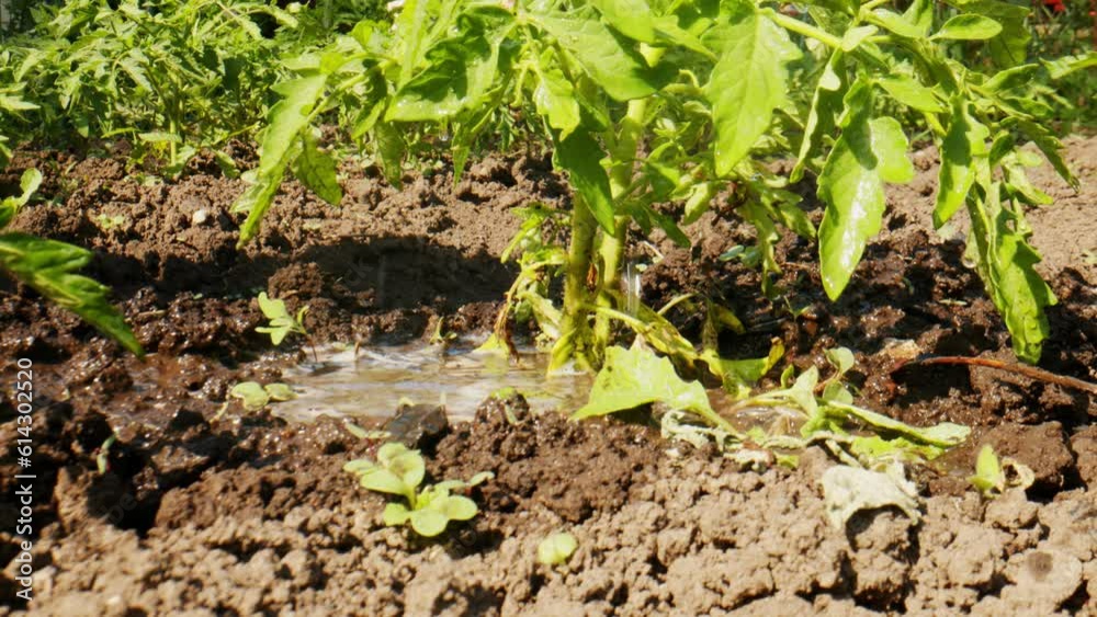 Anonymous gardener watering bed of tomato bush. Concept of caring of vegetable garden in summertime. Close up.
Anonymous gardener watering bed of tomato bush. Concept of caring of vegetable garden in summertime. Close up.