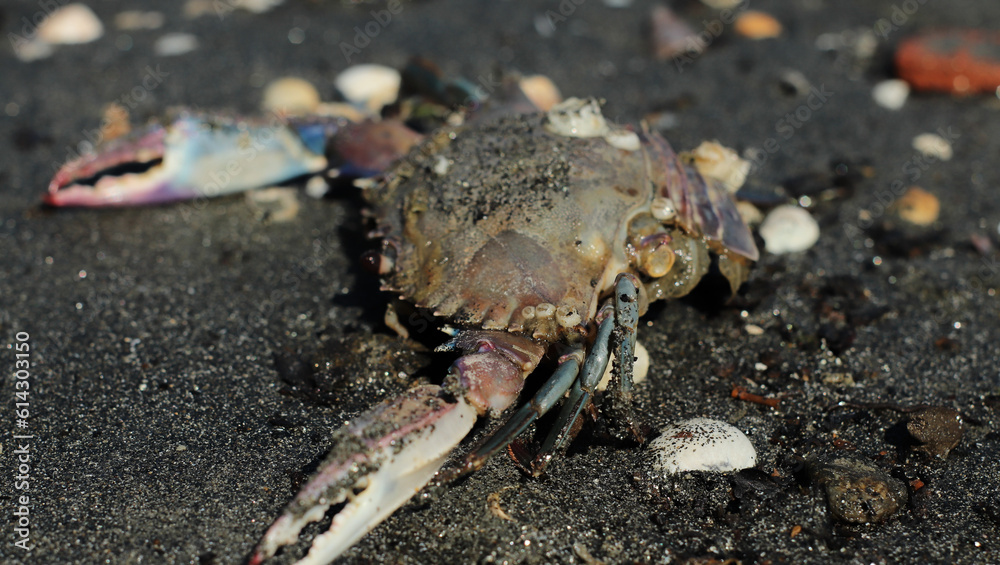 dead crab on the beach of São Paulo Ubatuba, giving shelter to other lives
