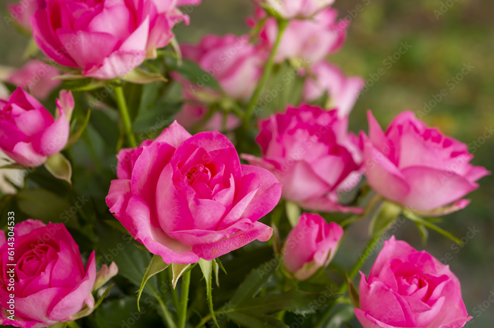 薔薇の花 薔薇の花
