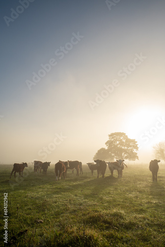 Canvas Print Sunny sunrise in the countryside of Uruguay