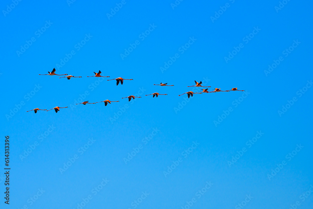 Flock of flamingos flying in formation Flock of flamingos flying in formation