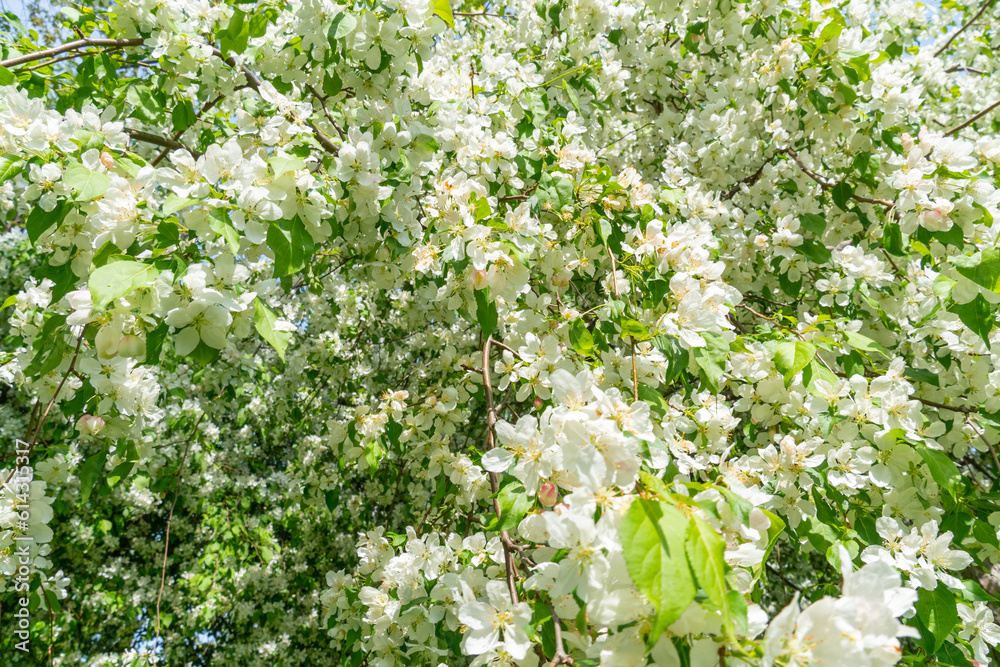 European crab apple or Malus, apple tree blooming at spring in Rosetta McClain Gardens, public garden located in Scarborough, Ontario, Canada. Popular spot for photography. European crab apple or Malus, apple tree blooming at spring in Rosetta McClain Gardens, public garden located in Scarborough, Ontario, Canada. Popular spot for photography.