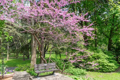 Photography Rosetta McClain Gardens bench under shade made of Eastern Red tree or Judas Tree