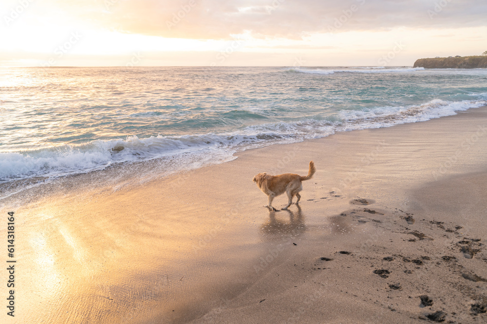 Horizontal image of a golden retriever dog playing on the shore of the beach on a summer day. Horizontal image of a golden retriever dog playing on the shore of the beach on a summer day.
