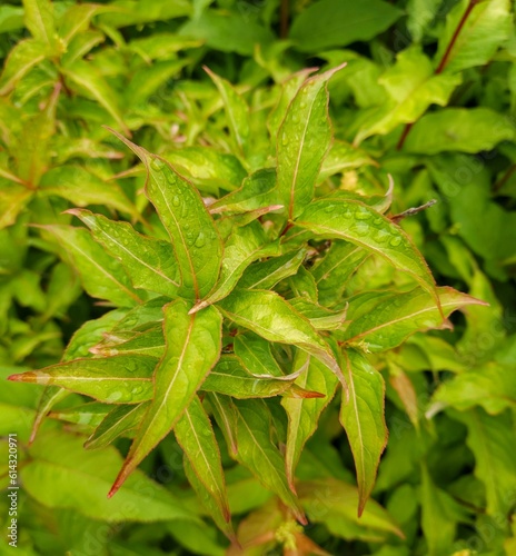 Raindrops on Green Diervilla Leaves