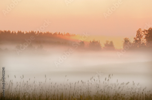 Thick summer mist over a field at dawn, Northern Europe