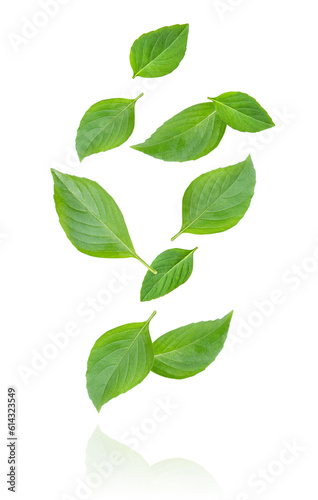 Basil leaf falling isolated on white background.
