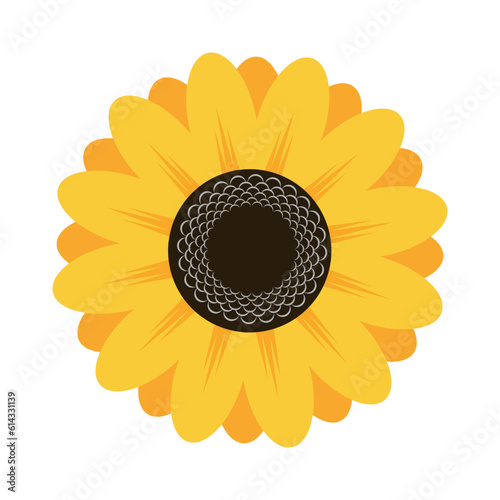 sunflower isolated on white