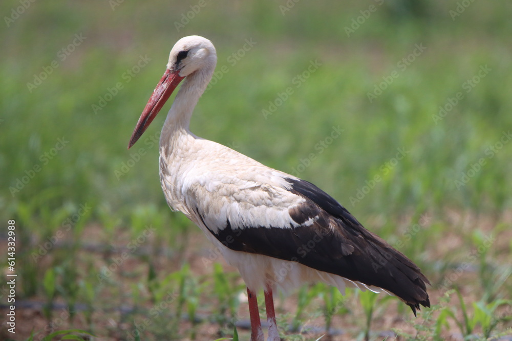 Fototapeta premium yellow billed stork