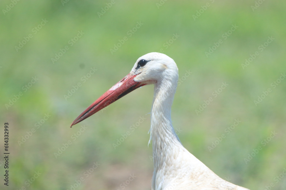 Fototapeta premium Stork in the forest 