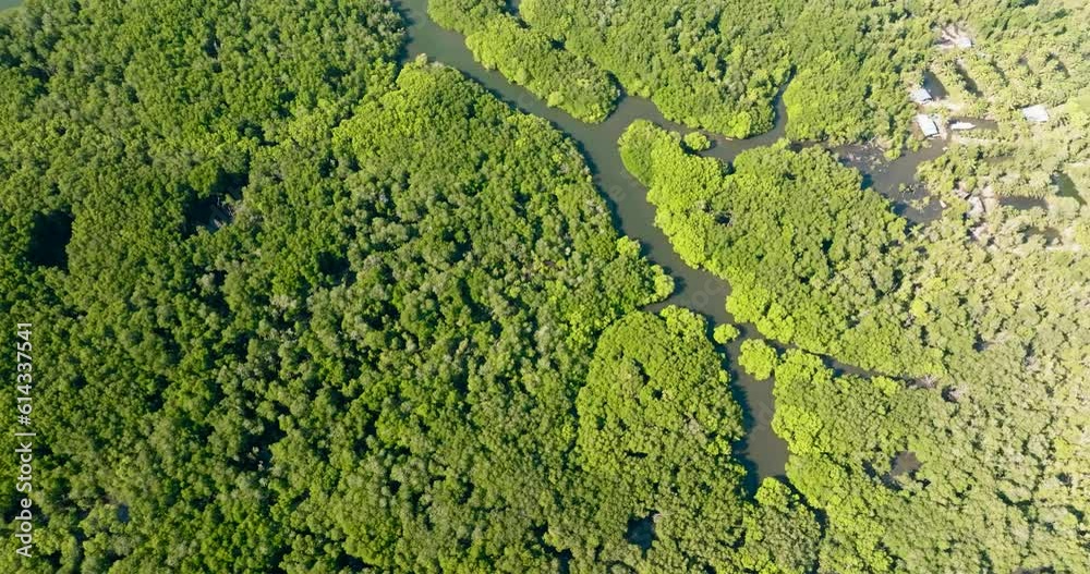 Top view of tropical landscape with mangrove forest. Borneo. Malaysia. Top view of tropical landscape with mangrove forest. Borneo. Malaysia.