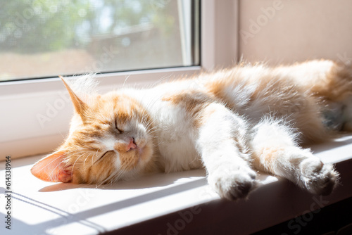 Fotografie, Obraz fluffy cat sleeps on the windowsill illuminated by the morning rays of the sun
