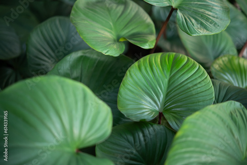 Greenery background, green color of nature plant and leaf environment greenery concept