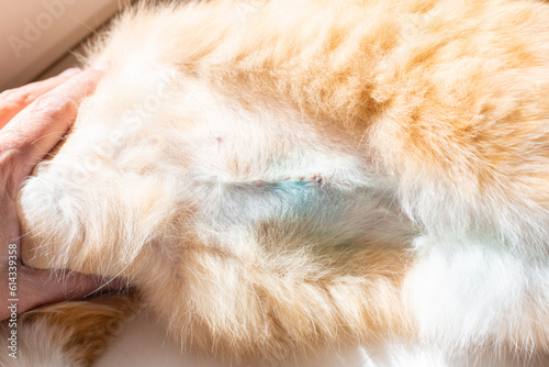 postoperative suture on the abdomen of a cat after sterilization. Pet health.