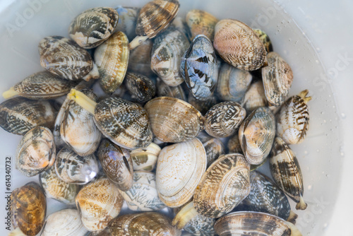 Wallpaper Mural 해감중인 바지락 Torontodigital.ca