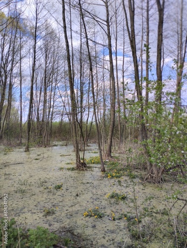  early spring tender landscape, river flood, swamp 