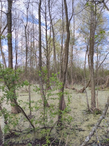  early spring tender landscape, river flood, swamp  © kukuruzik