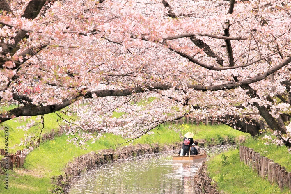 family, oriental, famous, tourist, cherry blossom, hanami, bloom, view, cherry, april, springtime, festival, branch, culture, outdoor, scene, blossom, lake, scenery, river, travel, flower, reflection,