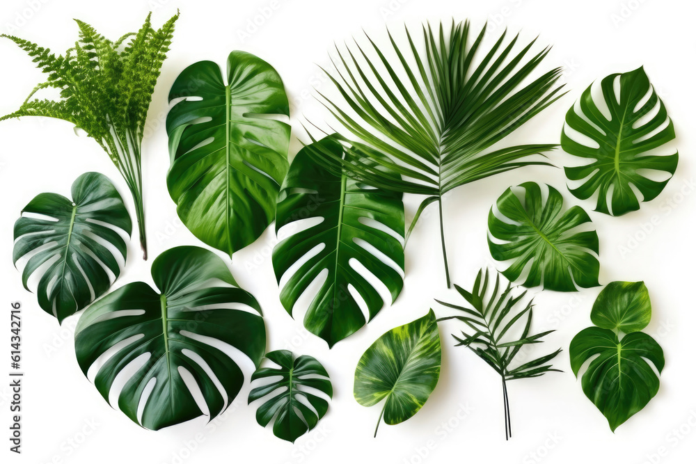 Tropical green leaves various isolated on white background Tropical green leaves various isolated on white background