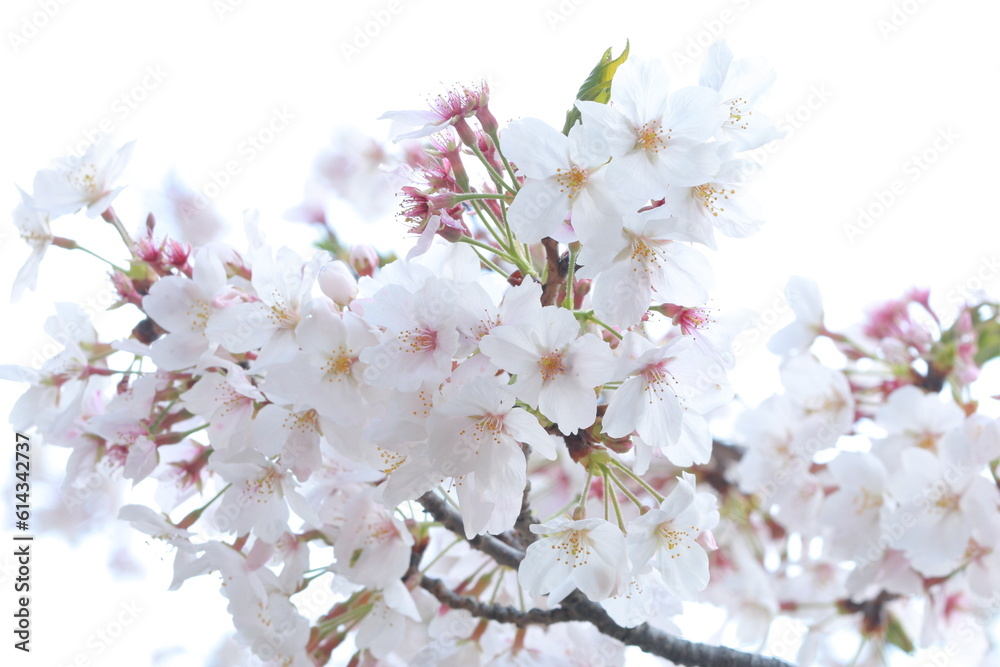family, oriental, famous, tourist, cherry blossom, hanami, bloom, view, cherry, april, springtime, festival, branch, culture, outdoor, scene, blossom, lake, scenery, river, travel, flower, reflection, family, oriental, famous, tourist, cherry blossom, hanami, bloom, view, cherry, april, springtime, festival, branch, culture, outdoor, scene, blossom, lake, scenery, river, travel, flower, reflection,