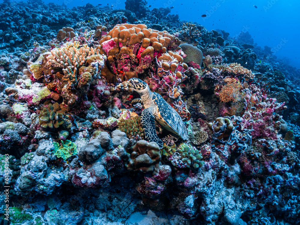 Naklejka premium turtle south maldives