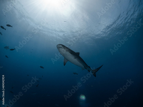 Tiger sharks and underwater light