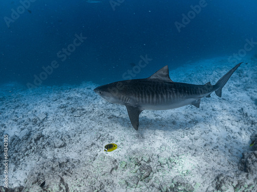 Tiger shark south of the Maldives