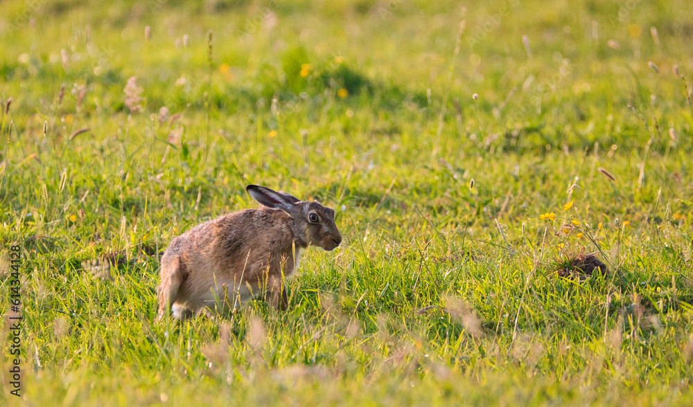 European hare (Lepus europaeus) in the meadow at sunset European hare (Lepus europaeus) in the meadow at sunset
