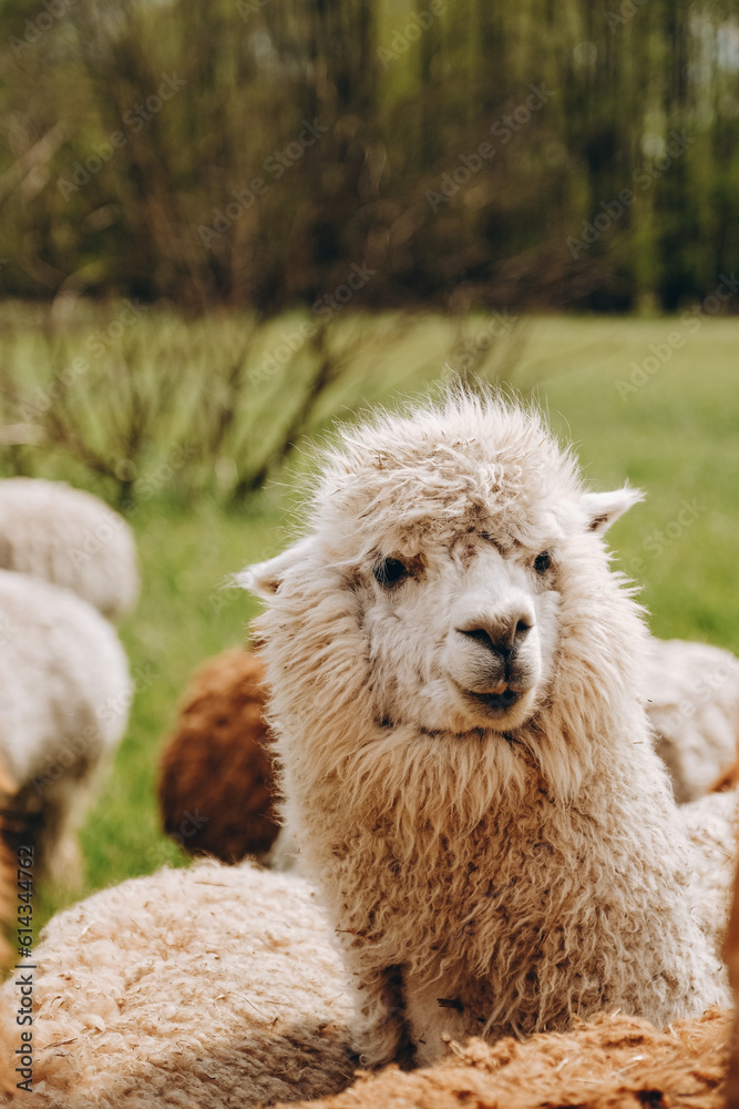 Alpacas graze in the spring meadow high in the mountains. Alpacas graze in the spring meadow high in the mountains.