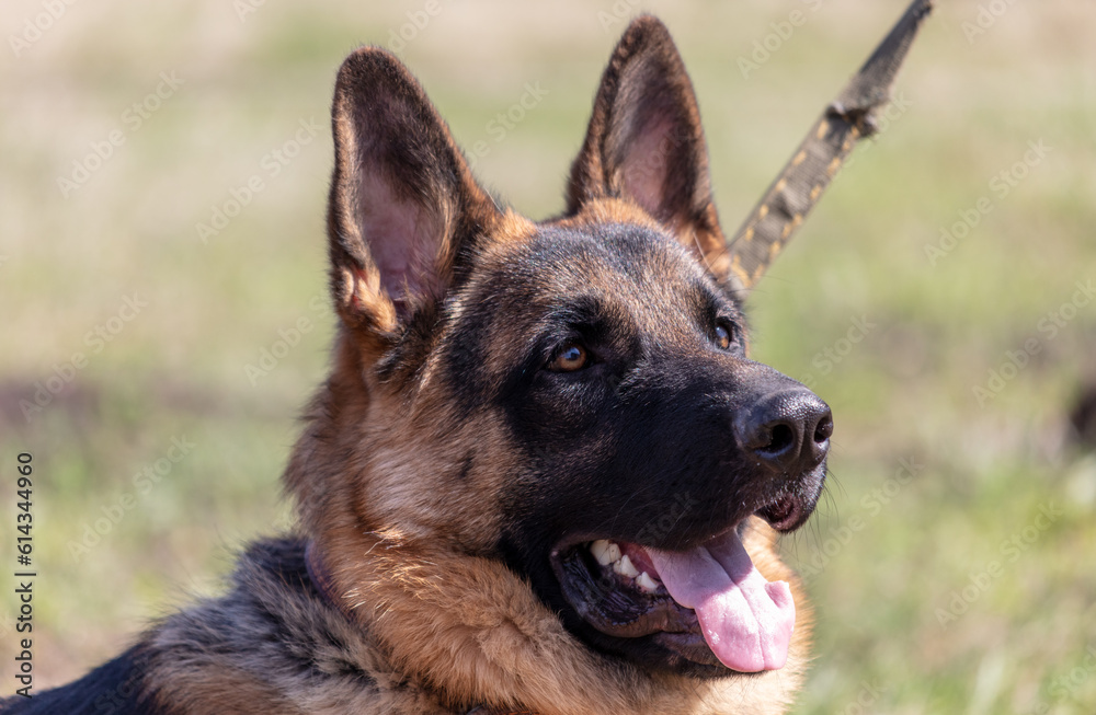 German shepherd dog close up portrait in sunny day German shepherd dog close up portrait in sunny day