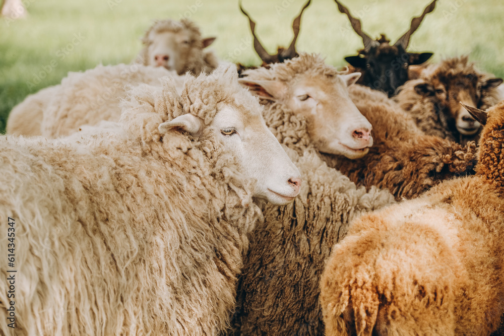Sheep graze in the meadow near the farm in spring. Sheep graze in the meadow near the farm in spring.