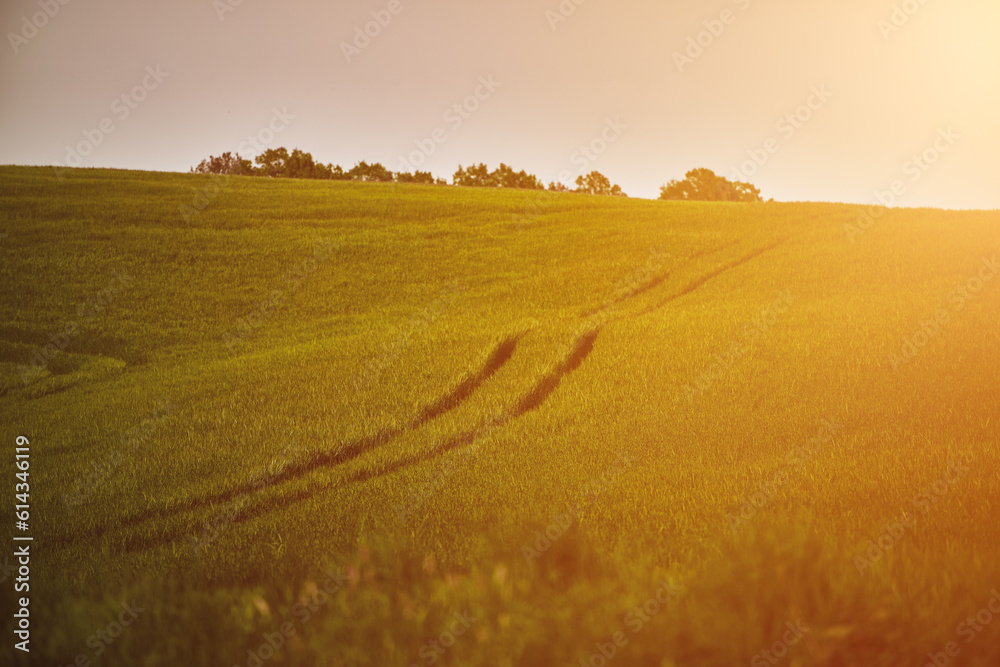 Obraz premium Green wheat field and a technological track. Treatment of wheat fields with herbicides. Concept of farming.