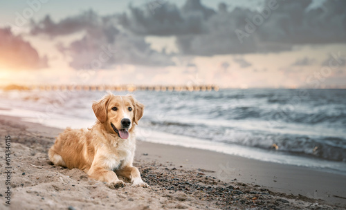 Golden Retriever Enjoying a Summer Adventure at the Baltic Beach. Golden retriever sitting on the sand beach of the Baltic Sea. Concept for the summer adventures of pure breed dog at the seaside