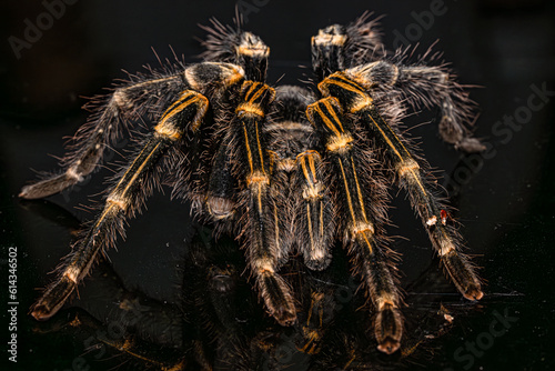 tarantula on black background