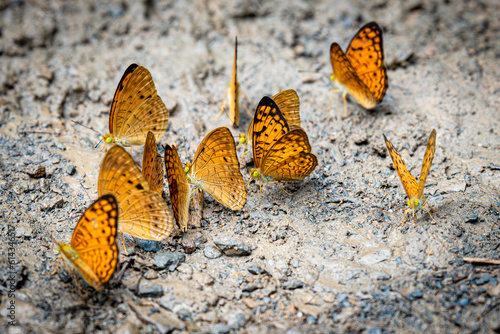 Swarm of Common Leopard butterflies sucking salt lick photo