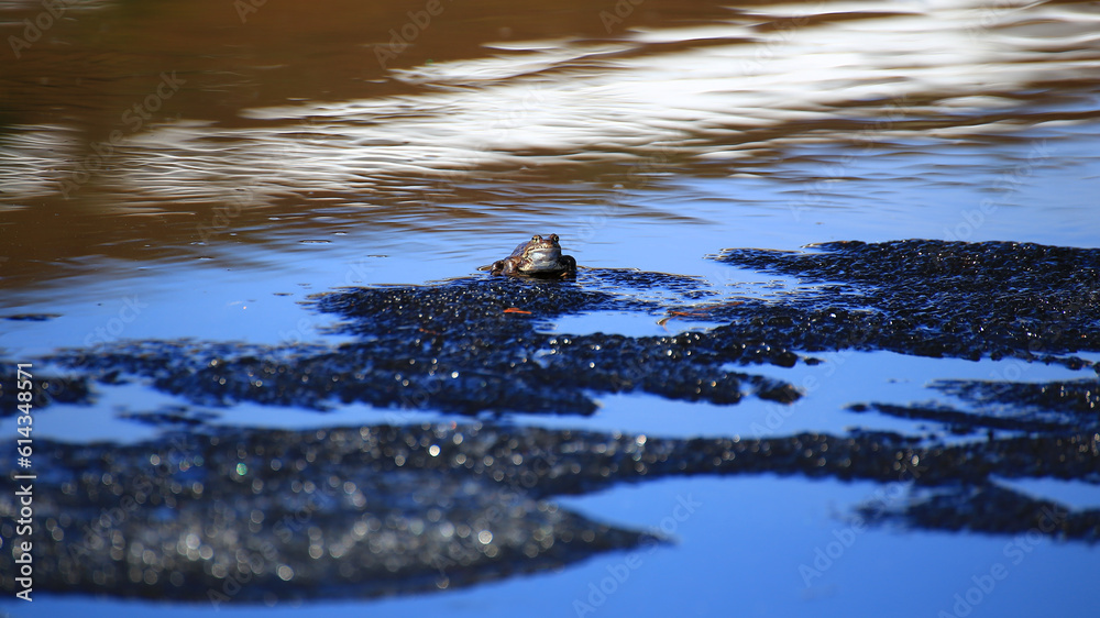 Common grass frog (Rana temporaria) sitting on a small ice floe Common grass frog (Rana temporaria) sitting on a small ice floe