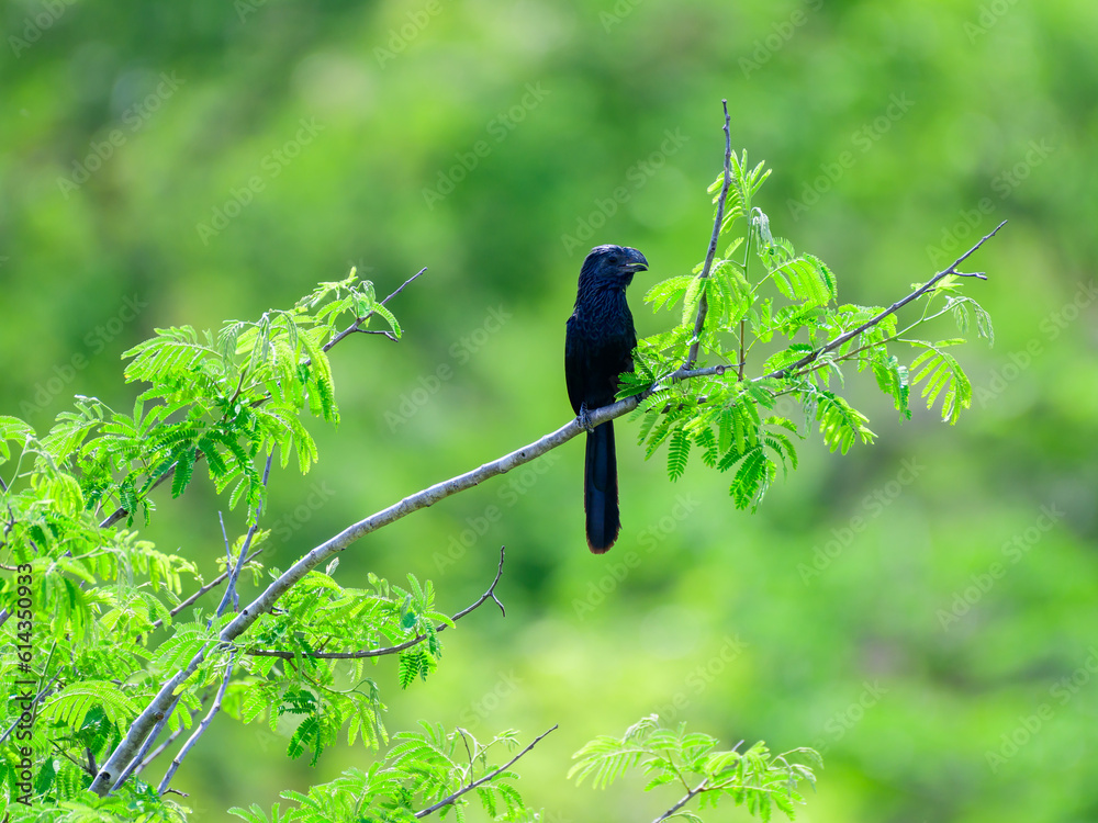 Fototapeta premium Groove-billed Ani Perched on Branch in Tropical Forest, Mexico
