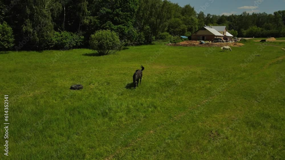 Horse walk in the meadow and nibble the green grass. Life on the farm in summer. Horse walk in the meadow and nibble the green grass. Life on the farm in summer.