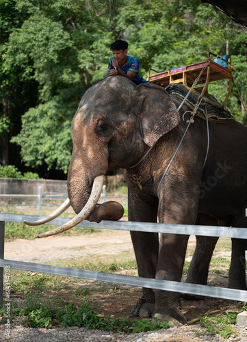 Elephant with mahout. elephant and mahout on nature background in thailand. elephant nursery where elephants ride tourists for money