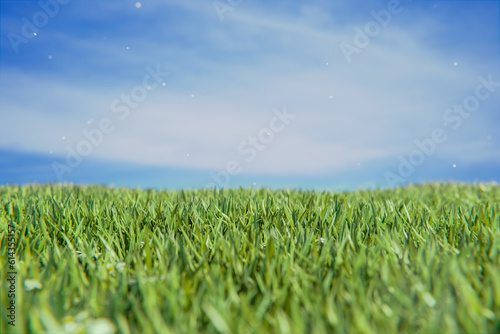 Beautiful meadow field with fresh grass in nature against a blurry blue sky with clouds. Summer spring perfect natural landscape.